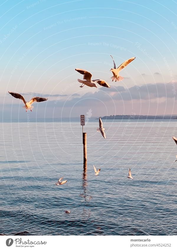 Seagull dance over Lake Constance Überlingen Environment Beautiful weather Sunlight Blue Colour photo Water Landscape Nature Sky Exterior shot Vantage point