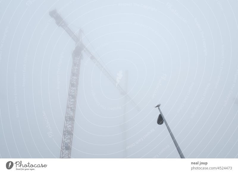 Construction cranes in the fog from the frog's perspective. A seagull sits lonely on a street lamp. Autumn Fog Weather Gray Cold melancholy Gloomy foggy Seagull