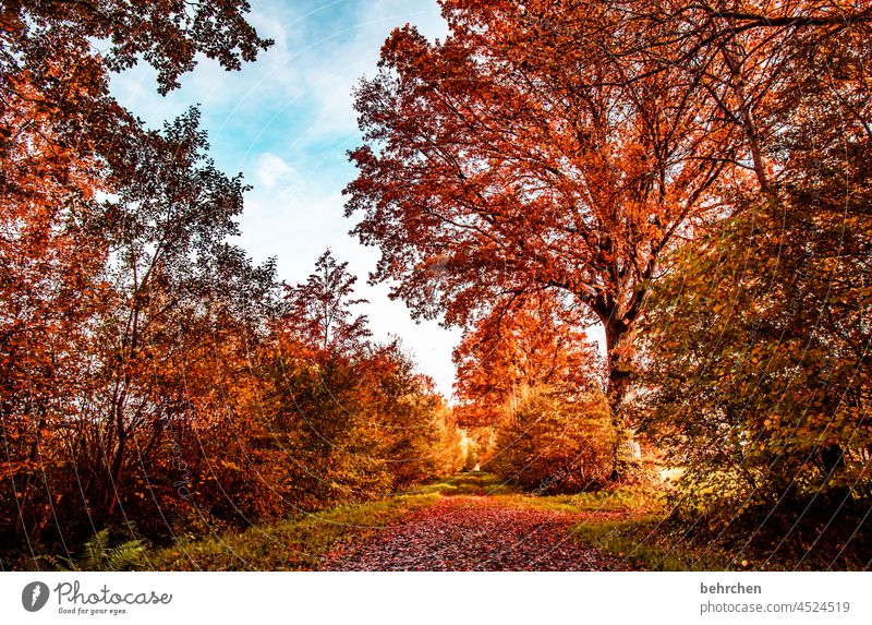 home is where autumn looks so beautiful Calm Light Contrast Forest Leaf Environment Nature Tree Colour photo Autumn Autumn leaves Landscape Plant falling leaves