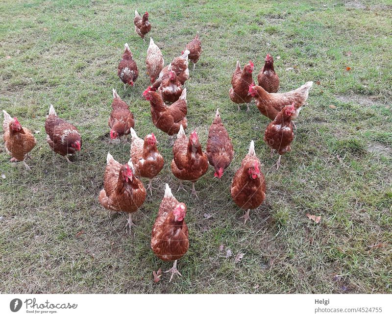 Happy chickens - free range chickens on a chicken farm Animal happy chickens Free-range rearing hühnerhof hen Meadow Grass Agriculture Farm animal Free-roaming