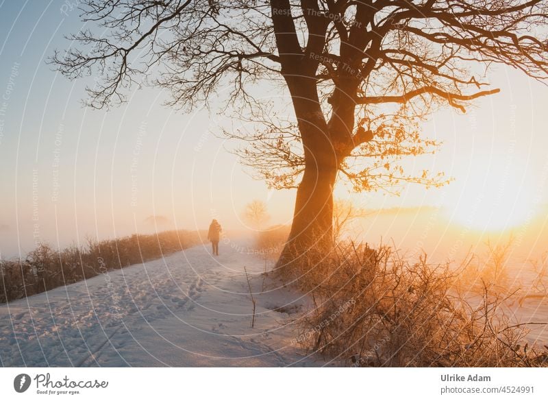 Walk in the snow - winter in the Teufelsmoor near Worpswede. Dreamlike sunrise in the snow Haze Hope Grief mourning card Romance Meditation Moody Relaxation