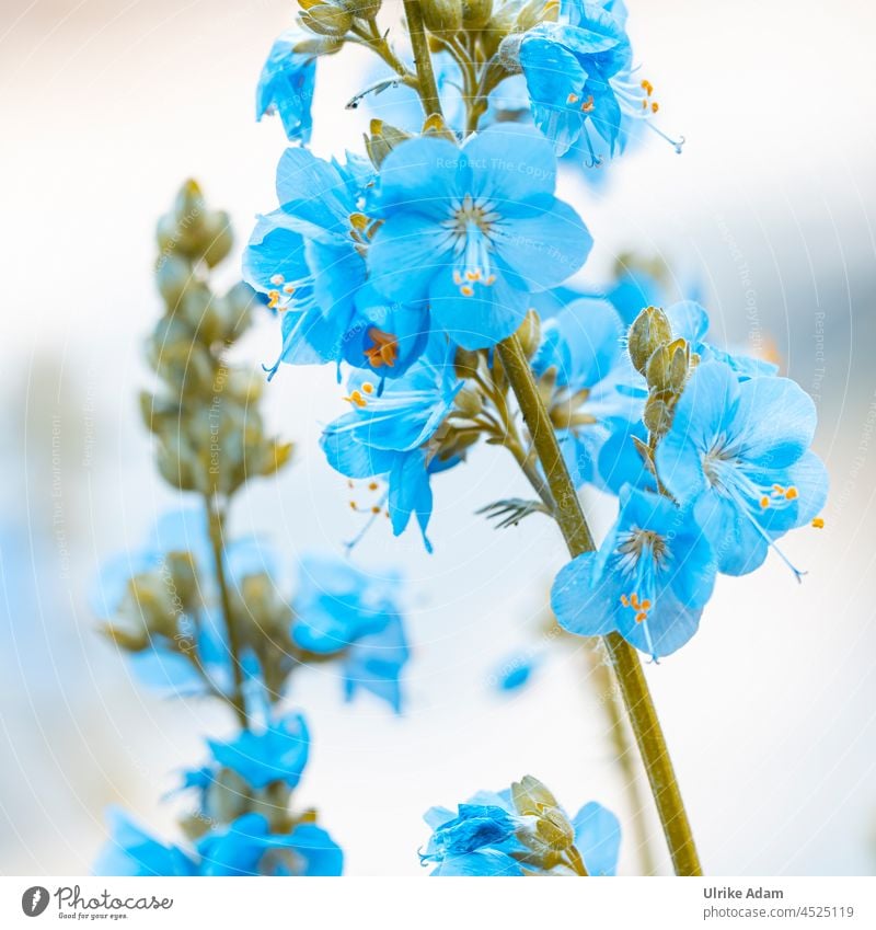 Blue flowers of the Jacob's ladder (Polemonium) Plant Flower Blossom blossoms Garden naturally Nature Blossoming Exterior shot Summer Deserted Close-up macro