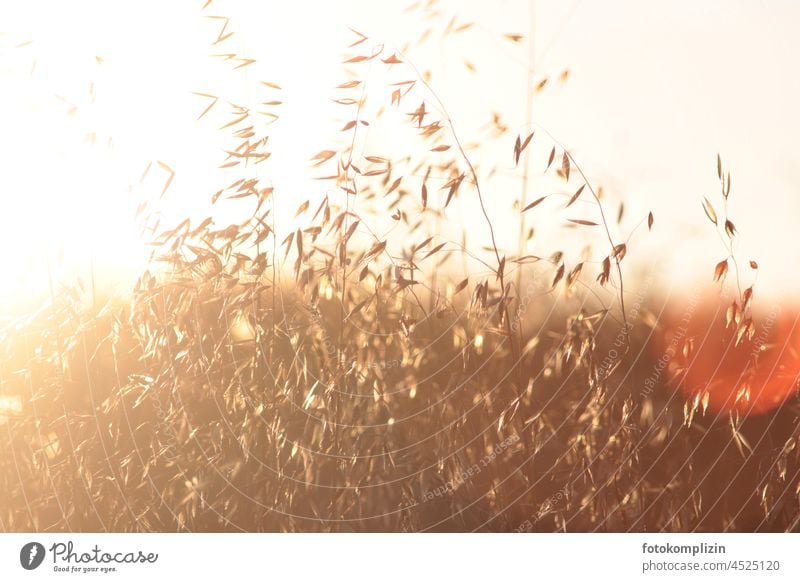 Grass in the backlight panic Ear of corn Grass meadow Back-light Indian Summer Blade of grass risp Stalk Flexible Delicate Pennate Smooth Glittering flicker