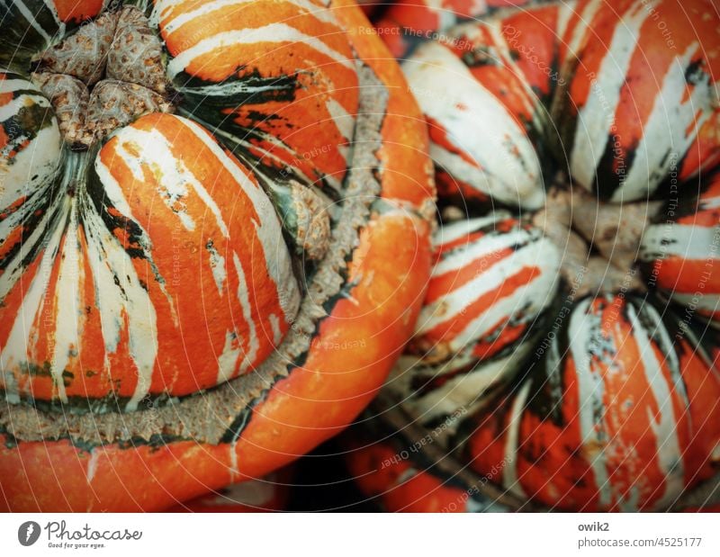 Colourful crumple heads pumpkins ornamental pumpkin Pumpkin time Early fall Autumn Decoration Autumnal Healthy Pumpkin Season Deserted Thanksgiving