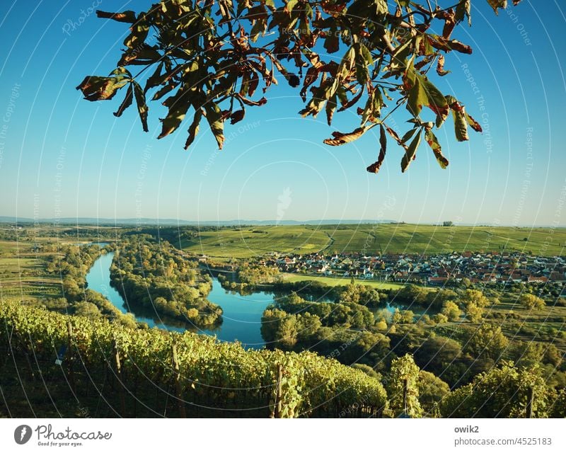 Main loop near Volkach main loop Lower Franconia County Kitzingen mainfranken Colour photo Landscape Autumn Vine tendril viticulture Sky Nature Hill Sunlight