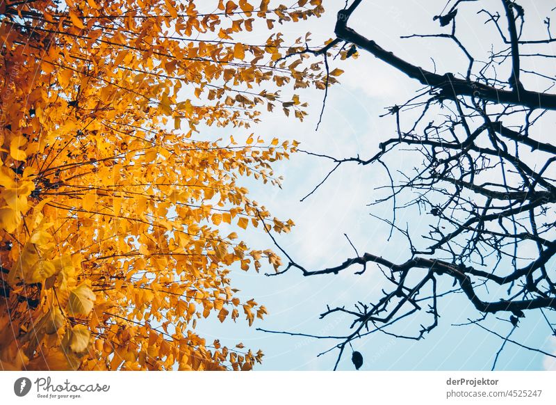 Yellow leaves on tree left, no leaves on tree right in autumn Contrast Deep depth of field Day Copy Space bottom Copy Space top Copy Space middle