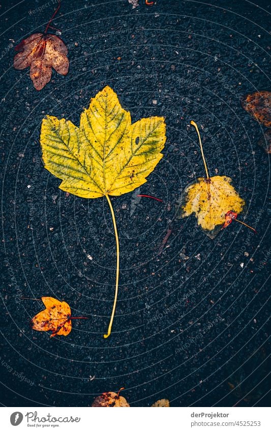 Leaves on asphalt Contrast Deep depth of field Day Copy Space bottom Copy Space top Copy Space middle Copy Space right Deserted Copy Space left