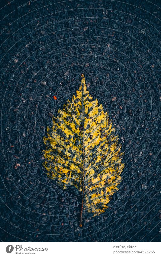 Yellow leaf on asphalt Contrast Deep depth of field Day Copy Space bottom Copy Space top Copy Space middle Copy Space right Deserted Copy Space left