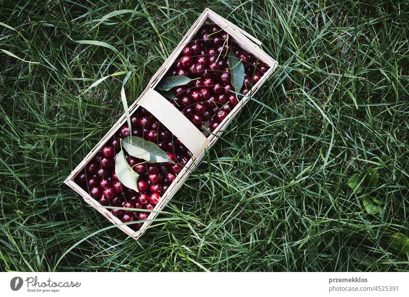 Ripe cherries in wooden basket on grass. Container full of fruits cherry picking harvest gathering juicy growth horizontal freshness harvesting healthy eating