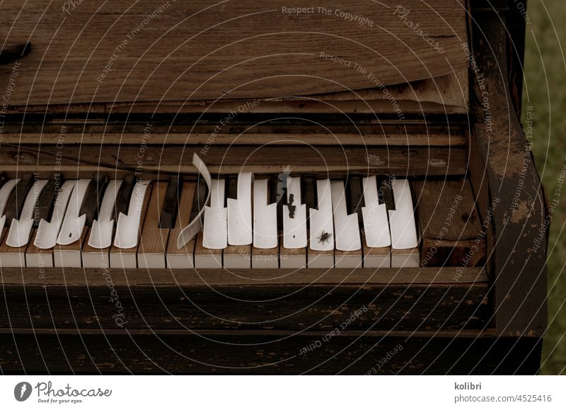 Detail of an old, weathered piano, the varnish of the white keys is splintering, a fly is sitting on one key Piano Old Weathered dilapidated brittle chipping