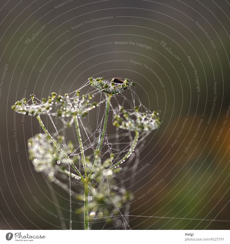 well connected - withered umbel plant is covered with spider webs and covered with dew drops Plant umbels Umbelliferous plant Faded cobwebs Network Drop Wet