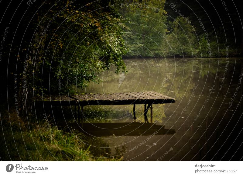 The feeding pier at the carp pond in the afternoon.  Idyllically situated in the middle of the forest. Sometimes a heron comes by to get a meal. Nature Water