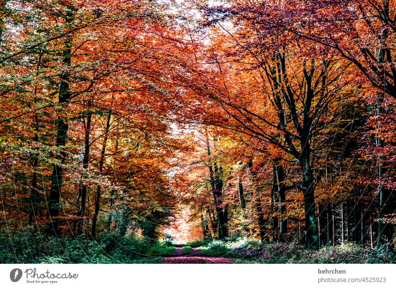 color contest | autumn colors Calm Light Contrast Forest Leaf Environment Nature Tree falling leaves Plant Landscape Autumn leaves Colour photo Exterior shot