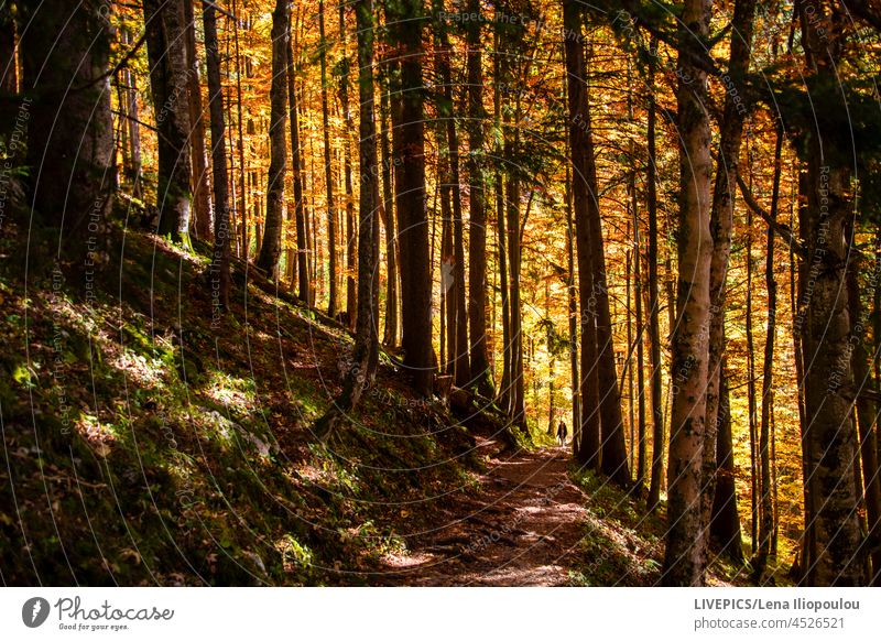 Lights and shadows on the footpath in the forest altitude autumn backgrounds central Europe colorful colors copy space day daylight direction ecology