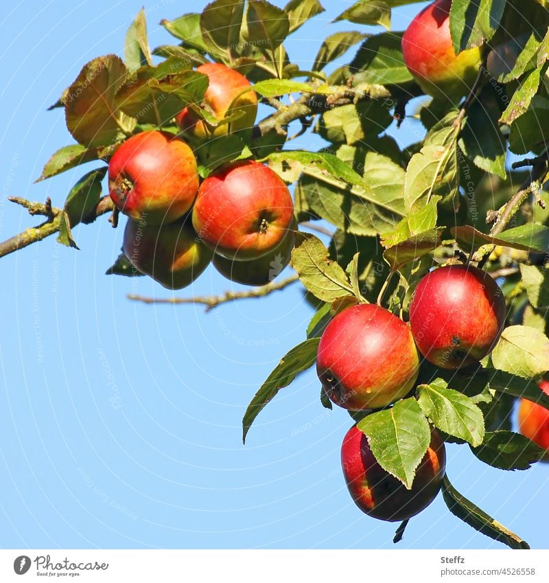 A branch with red apples apple branch Apple harvest fruit harvest Garden fruit October organic golden october October Colours october weather clear Sky blue Red