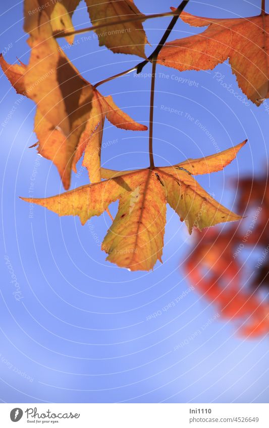 Amber tree leaves in autumn color amber Liquidambar styraciflua leaf veins in transmitted light Rachis five pronged Beautiful weather Backlight shot October