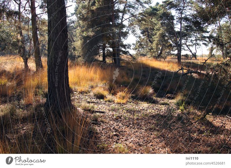 Pipe grass in the spotlight for helgi Autumn beautiful autumn weather Warmth Sunlight Light and shadow Lighting Experiencing nature Autumnal colours Grass