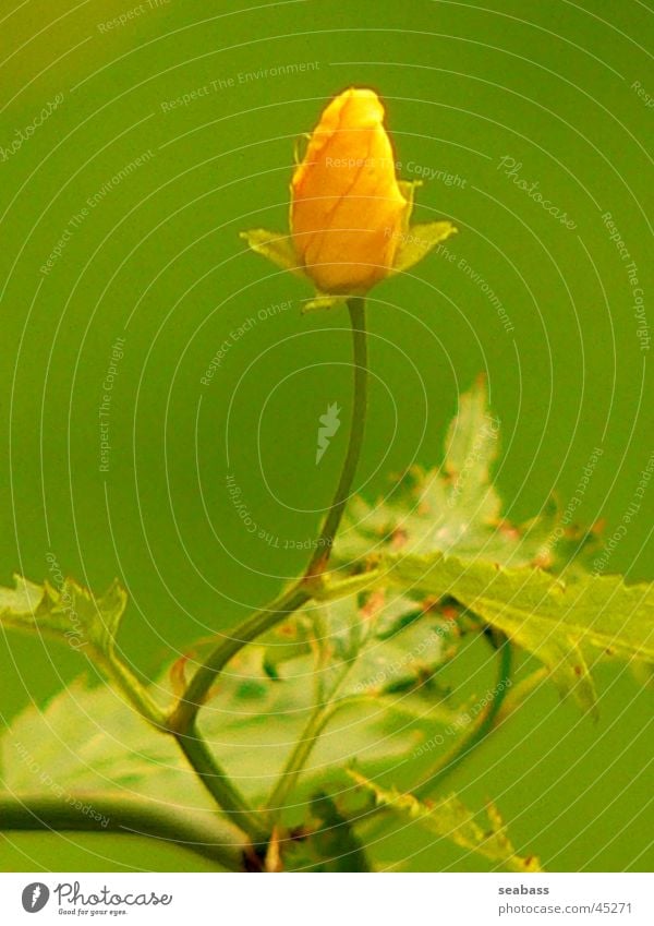 ranunculus Flower Close-up Blossom Bushes Buttercup Green