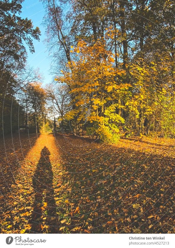 Photographing autumn in the morning sun....   Shadow selfie in the park ... Autumnal weather golden light Selfie city park Forest trees chestnuts oaks Book