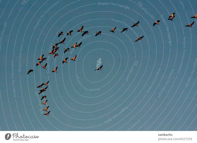 Cranes approaching the roosts in Linum, Brandenburg Evening Tree Village Dark Twilight geese Sky Landscape Agriculture Rural Nature nature conservation Flock