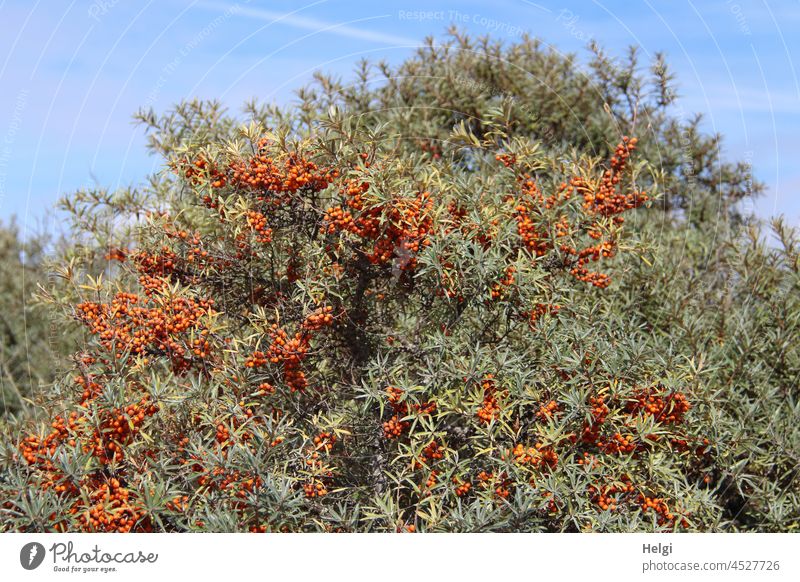 Sea buckthorn bush with ripe sea buckthorn berries Sallow thorn Buckthorn bush Mature late summer Plant Nature North Sea Islands Autumn Fruit Orange Deserted