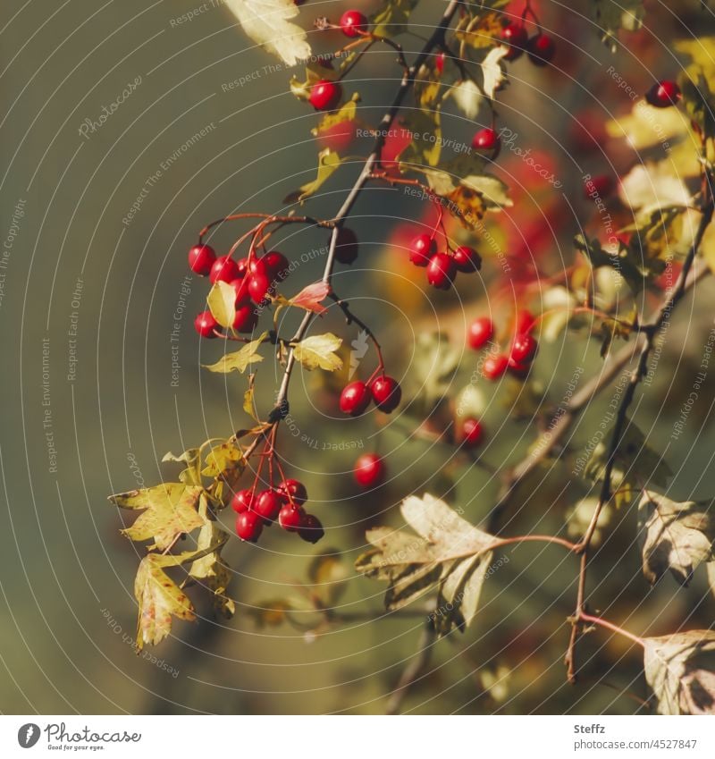 Hawthorn berries in autumn Berries Birdseed autumn photo medicinal plant Hawthorn branches spot of colour Seasons Berry bushes Red Autumnal colours