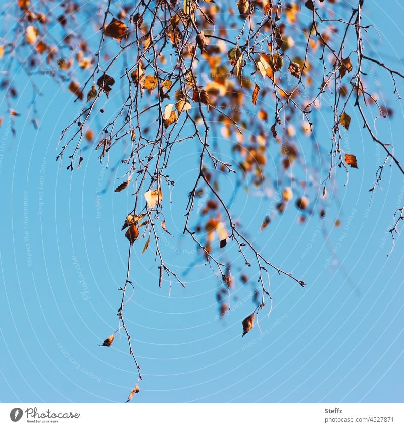 Birch branches on a sunny autumn day Birch leaves birch twigs Birch tree Autumn leaves autumn leaves autumn tree October autumn colours Autumnal colours