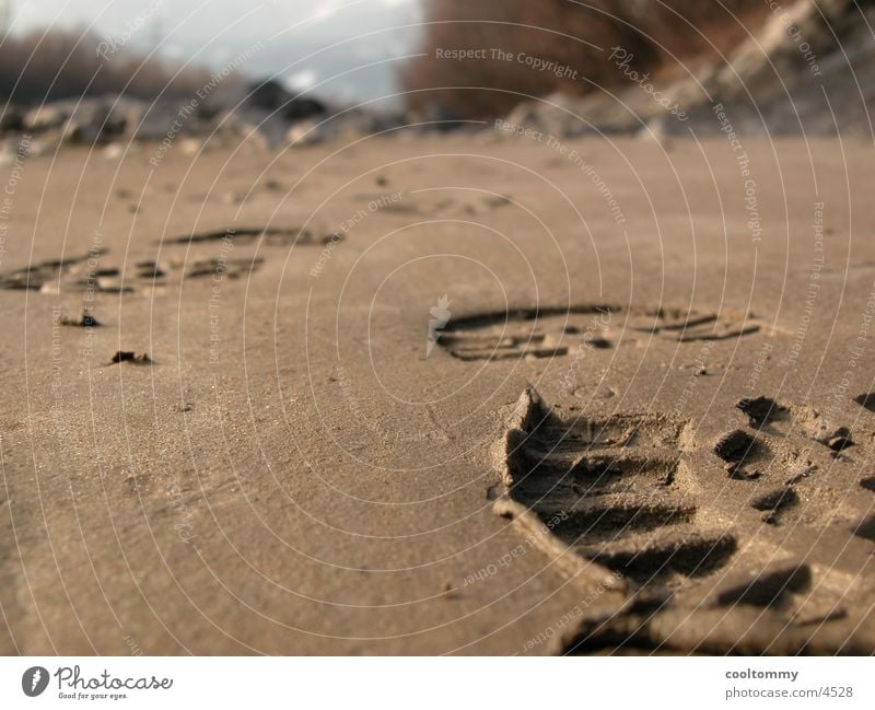 step in the sand Macro (Extreme close-up) Close-up