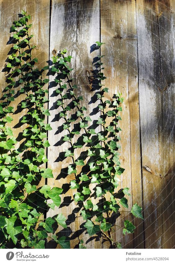 Ivy vines enjoy the sun on a wooden board wall. Plant Leaf Green Colour photo Exterior shot Deserted Day Foliage plant Growth Wall (building) Overgrown Tendril