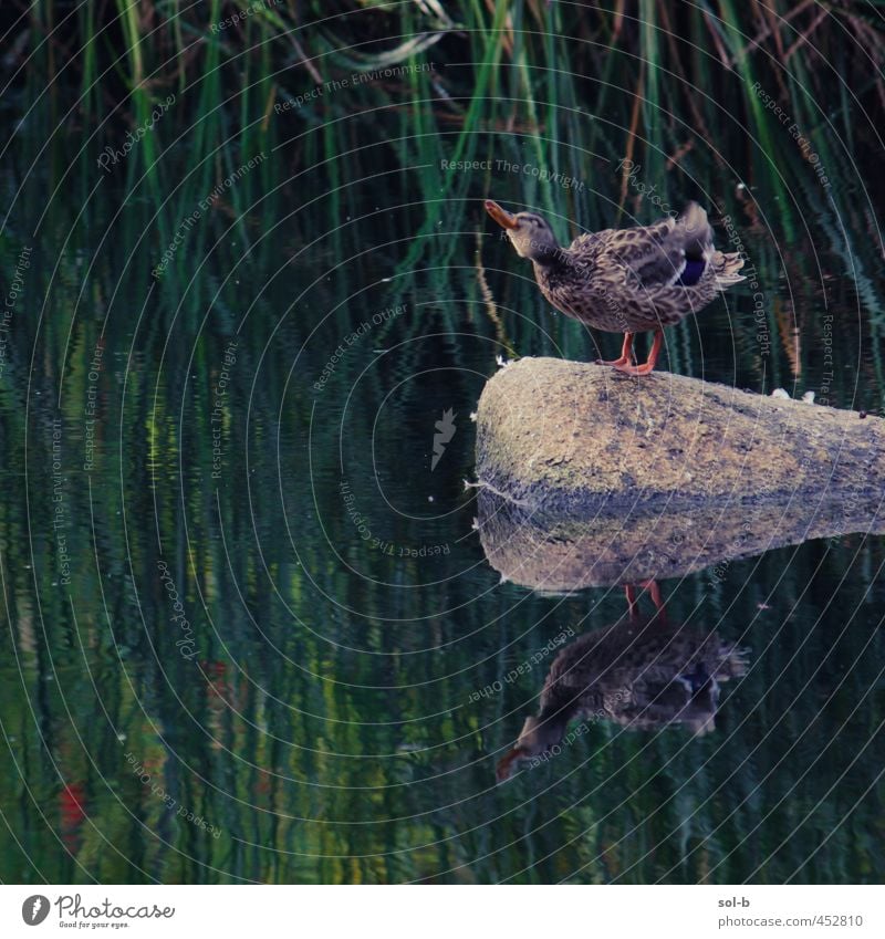 duck Environment Nature Plant Water Drops of water Grass Bushes Park River bank Animal Bird Duck 1 Funny Wet Natural Wild Life Rock Water reflection Shake