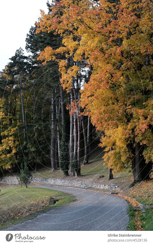 Autumn trees on the street in the park Autumn leaves Deciduous tree autumn colours Autumnal Autumnal colours autumn mood Nature Seasons Park Street off