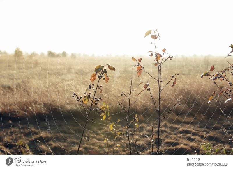 Autumn morning in the moor grasses, alder tree with berries in the back light Nature Landform Bog Autumnal colours Back-light autumn mood