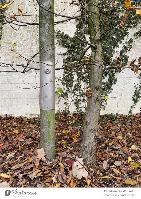 Lantern post and tree trunk close together in front of a white wall overgrown with ivy Lamp post Tree trunk neighbourhood Attachment Side by side Wall (barrier)