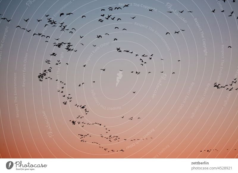 Cranes approaching the roosts in Linum, Brandenburg Evening Tree Village Dark Twilight geese Sky Landscape Agriculture Rural Nature nature conservation Flock