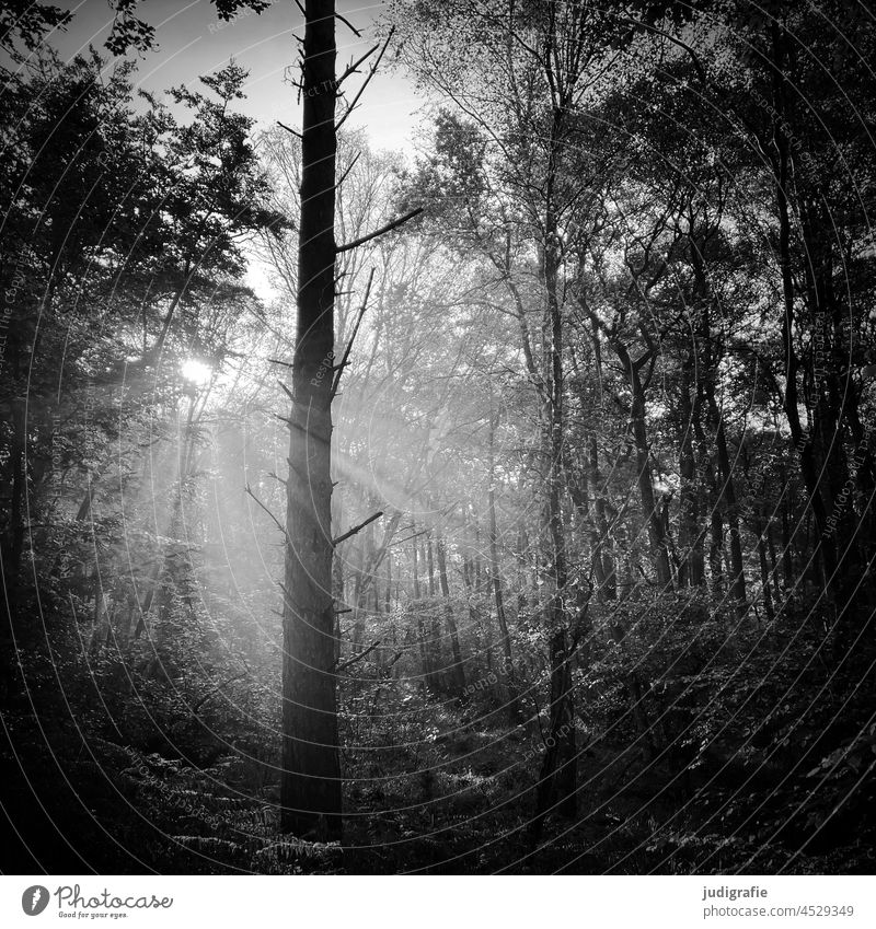 Morning in the Darss primeval forest darsswald Darß Forest trees roots Nature Landscape Tree Nature reserve National Park