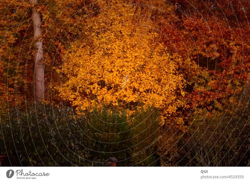 behind the hedge Autumn Autumnal Forest Gold Yellow Red Exterior shot Colour photo Autumnal colours Sunlight Automn wood Day Environment Beautiful weather