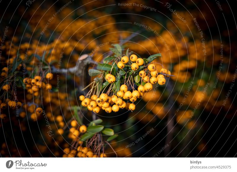 Sea buckthorn bush with many berries . weak depth of field Sallow thorn Hippophae rhamnoides Buckthorn bush sea buckthorn berries Vitamin C Orange Fruit Healthy