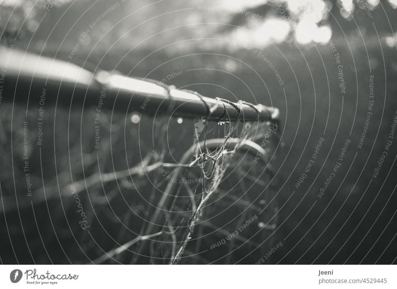 Autumn haze and football goal Damp Rain Wet cobwebs Autumnal Light Foot ball Leisure and hobbies Drop Moody Dawn autumn morning Drops of water Haze Fog