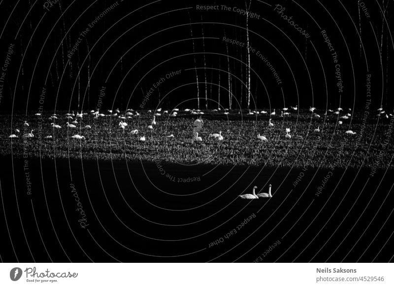 swans in sunlight and shadow. White stripes of birch trees. birds black white autumn fall Nature Monochrome Exterior shot Autumn Sky Black nature Deserted