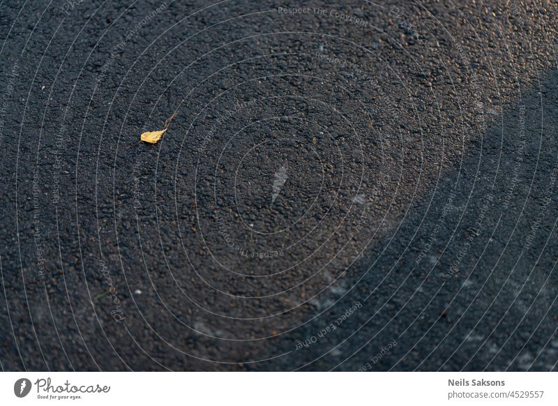 Dry leaf. A shadow from a sheet on a gray asphalt. a fallen autumn leaf lies on the asphalt road. autumn season. space for text, close-up background abstract