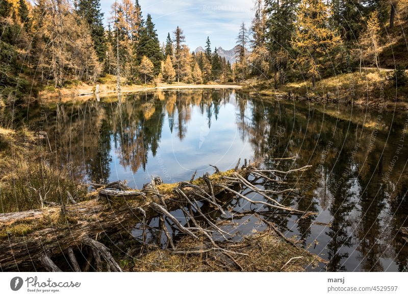 Enjoying the golden autumn, at the lake in the forest. Autumn Illuminate Reflection Day Forest Wide angle Larch Gold Mountain lake Relaxation