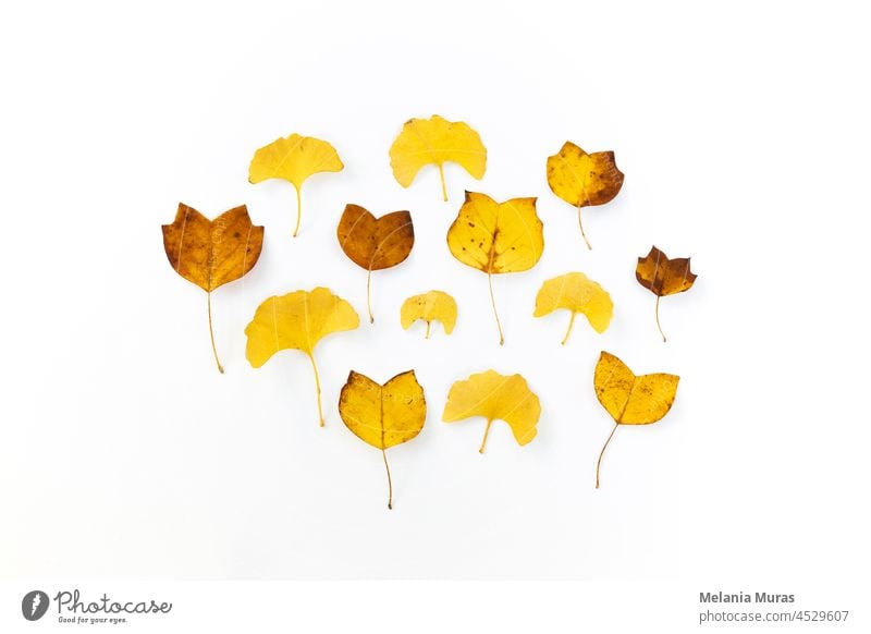 Composition of golden decorative autumn leaves on white background. Flat lay, top view minimal neutral floral arrangement. Elegant seasonal decoration.