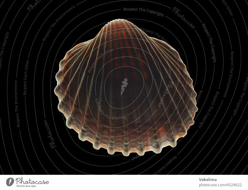 Shell against black background molluscs Mussel Animal animals Mollusk Lighting Black transmitted bivalvia shell calcareous shell Cockle Cerastoderma Souvenir