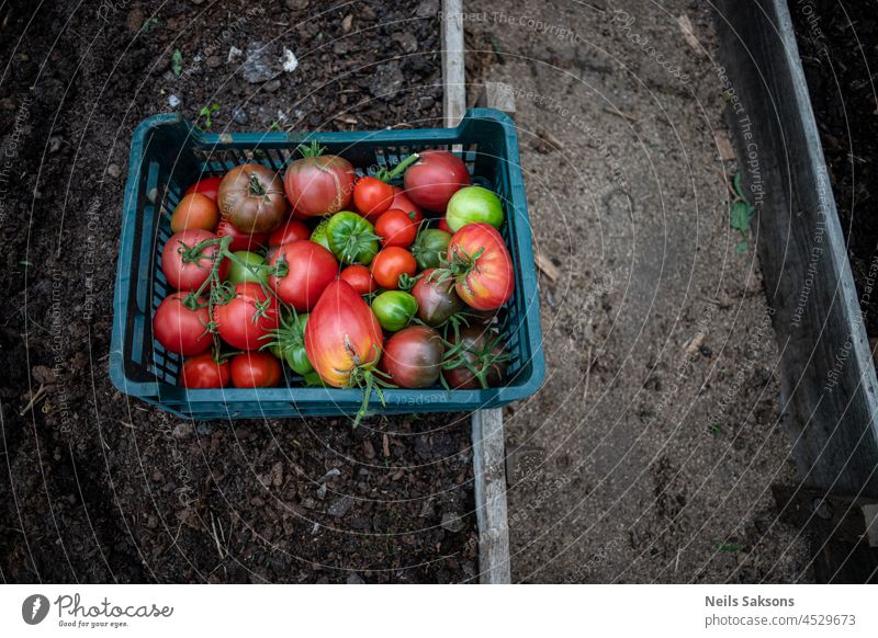 Fresh healthy tomatoes being stocked in plastic box. Still in greenhouse, top view ripe red hothouse gardening fresh agriculture glasshouse harvesting vegetable