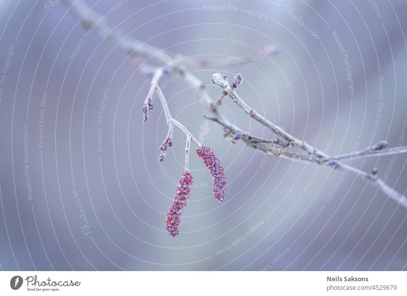 earring buds on a tree branch with snow in early spring. nature plant forest season flower springtime closeup macro brown natural blossom background bokeh