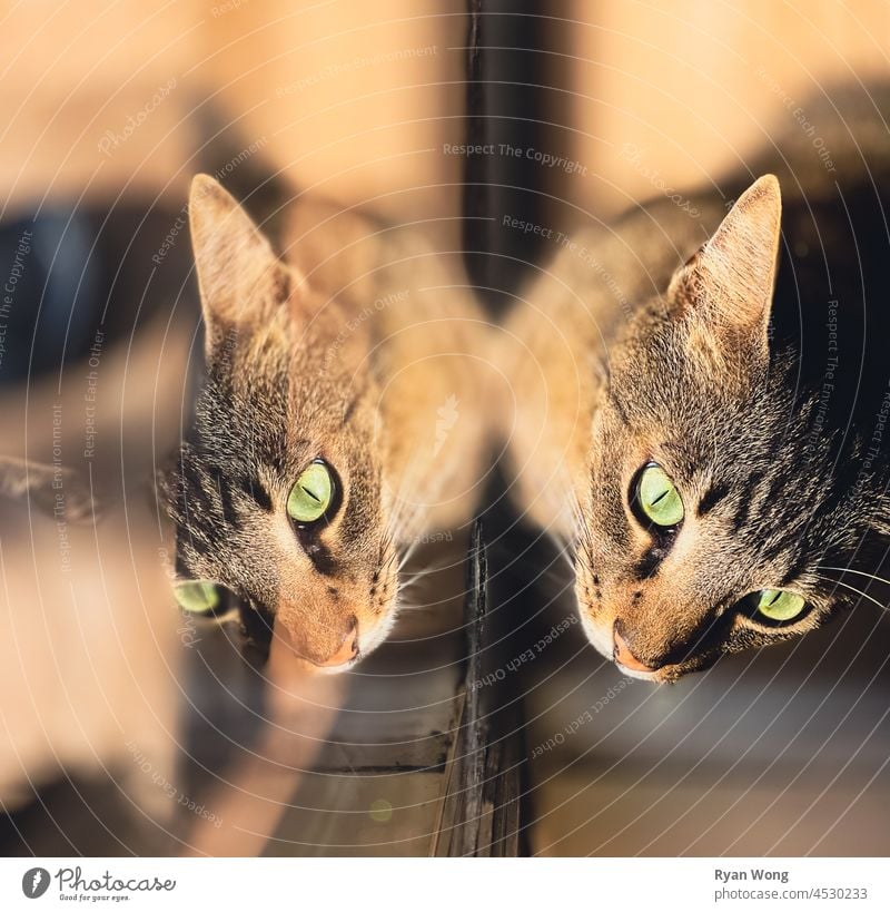 A Cat's Reflection. cat animal pet kitten feline cute kitty tabby cats fur eyes pets domestic looking portrait animals mammal beautiful window domestic cat