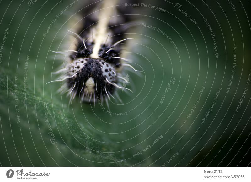 Portrait of a cabbage white caterpillar Environment Nature Animal Summer Beautiful weather Plant Leaf Garden Park Meadow Butterfly Animal face Pelt 1 Crawl