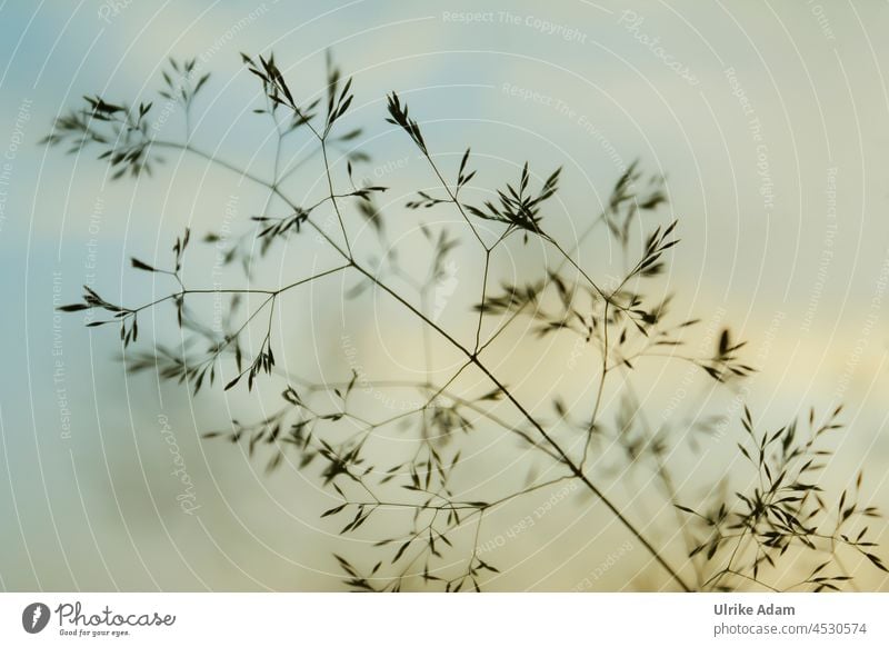 Filigree grass flower Back-light Neutral Background Macro (Extreme close-up) Detail Close-up Exterior shot Colour photo Calm Moody Meadow Sámen Grass Plant