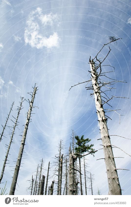 forest of the dead Nature Plant Sky Clouds Tree Coniferous trees Tree trunk Forest Mountain Harz Highlands Brocken National Park Wood Death Log dead forest