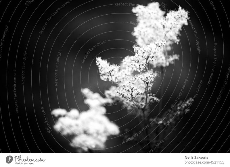 Close up of a meadowsweet (filipendula ulmaria) flowers in bloom background beautiful beauty blooming blossom botany branch close closeup color colour cut day